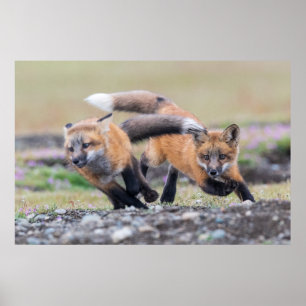 Kutest Baby Animals Fox-jongen bij afspelen Poster