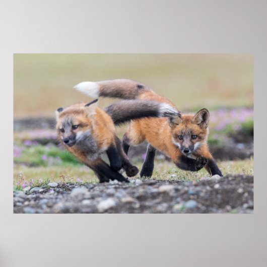Kutest Baby Animals | Fox-jongen bij afspelen Poster (Voorkant)