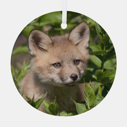 Kutest Baby Animals | Fox Kit Glas Ornament (Achterkant)