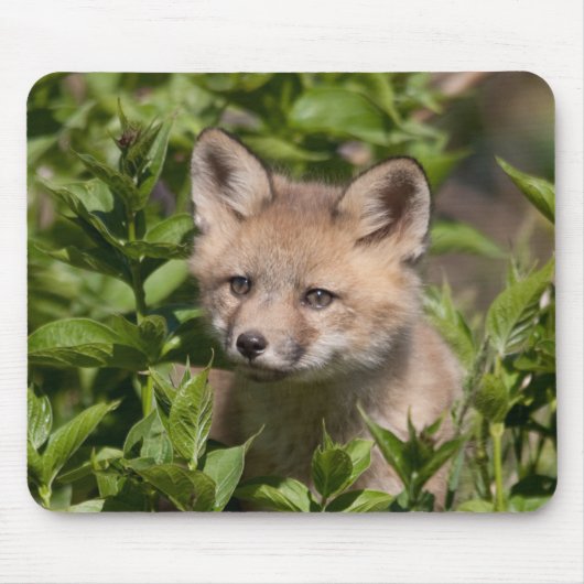 Kutest Baby Animals | Fox Kit Muismat (Voorkant)