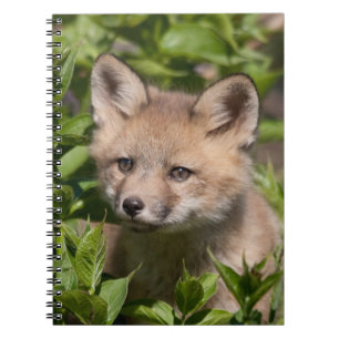 Kutest Baby Animals   Fox Kit Notitieboek