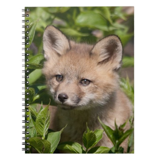 Kutest Baby Animals | Fox Kit Notitieboek (Voorkant)