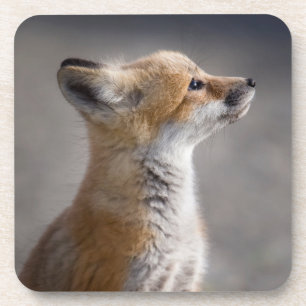 Kutest Baby Animals Fox Portret Baby Bier Onderzetter