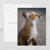 Kutest Baby Animals | Fox Portret Baby Briefkaart (Voorkant / Achterkant)