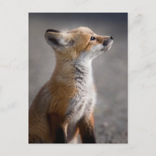 Kutest Baby Animals | Fox Portret Baby Briefkaart (Voorkant)