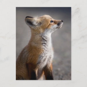 Kutest Baby Animals   Fox Portret Baby Briefkaart