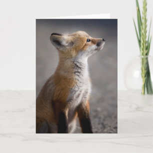 Kutest Baby Animals Fox Portret Baby Kaart