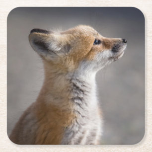 Kutest Baby Animals   Fox Portret Baby Kartonnen Onderzetters