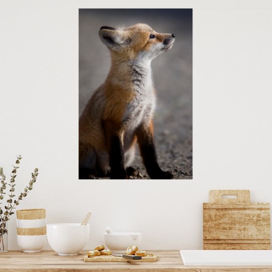Kutest Baby Animals | Fox Portret Baby Poster (Keuken)