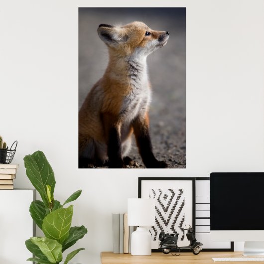 Kutest Baby Animals | Fox Portret Baby Poster (Thuiskantoor)