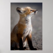 Kutest Baby Animals | Fox Portret Baby Poster (Voorkant)
