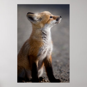 Kutest Baby Animals   Fox Portret Baby Poster