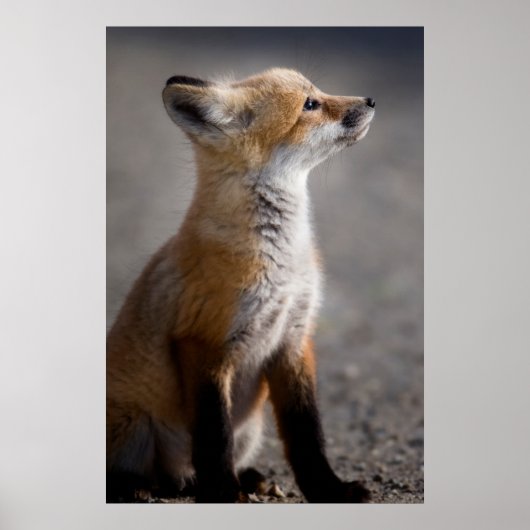 Kutest Baby Animals | Fox Portret Baby Poster (Voorkant)