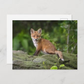 Kutest Baby Animals | Foxy Smile Briefkaart (Voorkant / Achterkant)