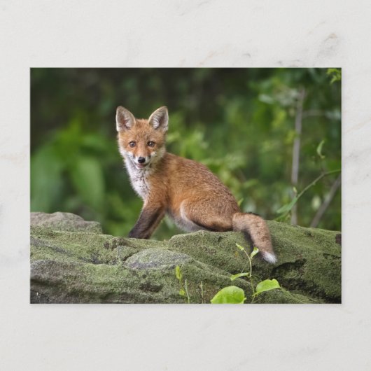 Kutest Baby Animals | Foxy Smile Briefkaart (Voorkant)