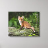 Kutest Baby Animals | Foxy Smile Canvas Afdruk (Voorkant)
