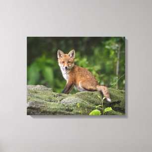 Kutest Baby Animals   Foxy Smile Canvas Afdruk