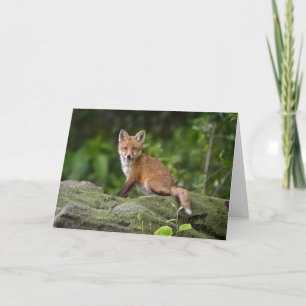 Kutest Baby Animals Foxy Smile Kaart