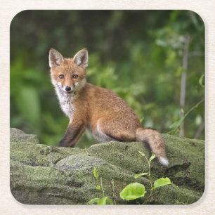 Kutest Baby Animals   Foxy Smile Kartonnen Onderzetters