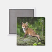 Kutest Baby Animals | Foxy Smile Magneet (Voorkant / Achterkant)