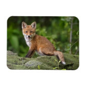 Kutest Baby Animals | Foxy Smile Magneet (Horizontaal)
