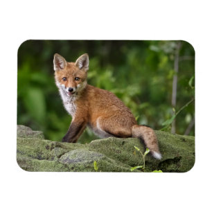 Kutest Baby Animals   Foxy Smile Magneet