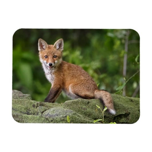 Kutest Baby Animals | Foxy Smile Magneet (Horizontaal)