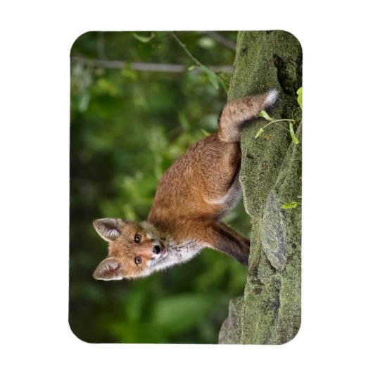 Kutest Baby Animals | Foxy Smile Magneet (Verticaal)