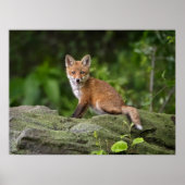 Kutest Baby Animals | Foxy Smile Poster (Voorkant)