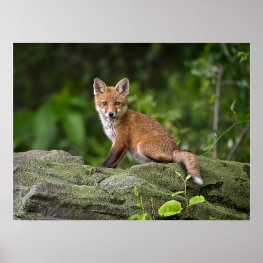 Kutest Baby Animals | Foxy Smile Poster (Voorkant)