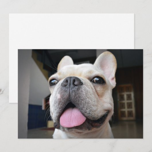 Kutest Baby Animals | Frans Bulldog Face Bedankkaart (Voorkant / Achterkant)