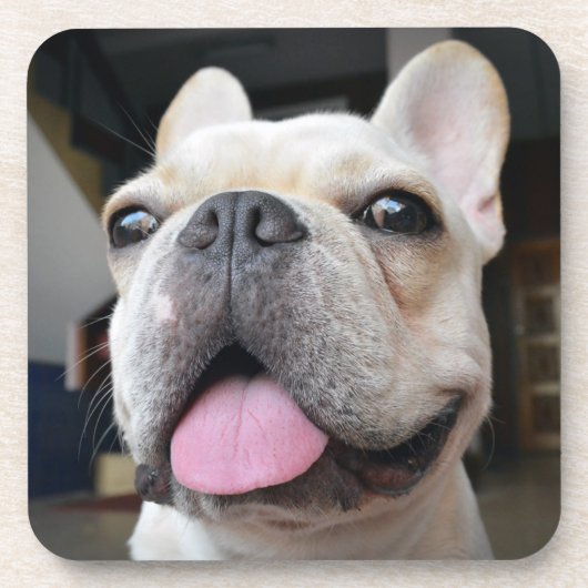 Kutest Baby Animals | Frans Bulldog Face Bier Onderzetter (Voorkant)
