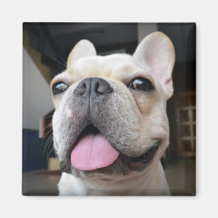 Kutest Baby Animals   Frans Bulldog Face Magneet