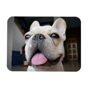Kutest Baby Animals   Frans Bulldog Face Magneet