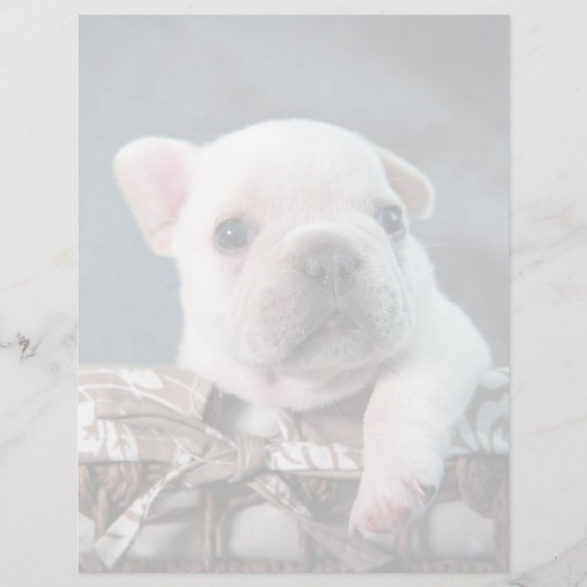 Kutest Baby Animals | Franse Bulldog (Voorkant)