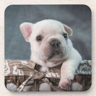 Kutest Baby Animals   Franse Bulldog Bier Onderzetter