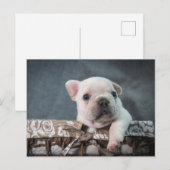 Kutest Baby Animals | Franse Bulldog Briefkaart (Voorkant / Achterkant)