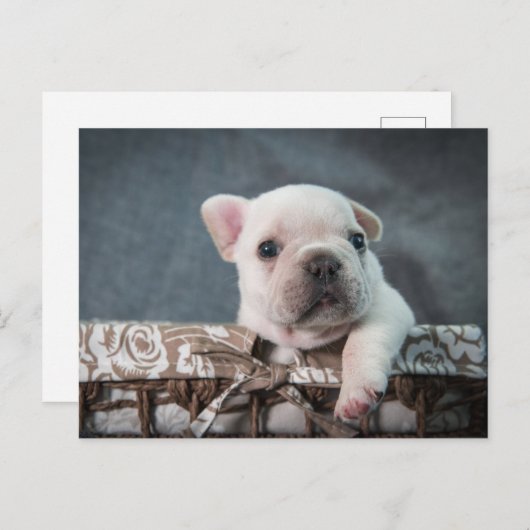 Kutest Baby Animals | Franse Bulldog Briefkaart (Voorkant / Achterkant)