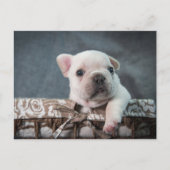 Kutest Baby Animals | Franse Bulldog Briefkaart (Voorkant)