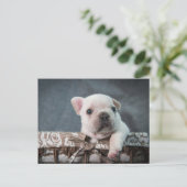Kutest Baby Animals | Franse Bulldog Briefkaart (Staand voorkant)