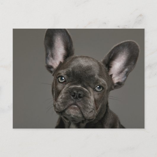Kutest Baby Animals | Franse Bulldog Briefkaart (Voorkant)