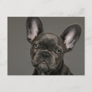 Kutest Baby Animals   Franse Bulldog Briefkaart