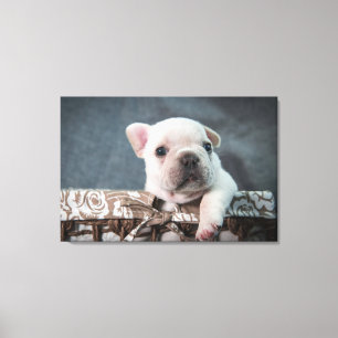 Kutest Baby Animals   Franse Bulldog Canvas Afdruk