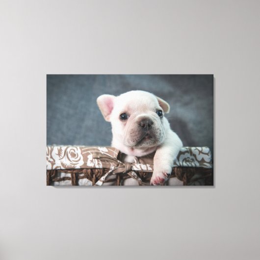 Kutest Baby Animals | Franse Bulldog Canvas Afdruk (Voorkant)