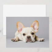Kutest Baby Animals | Franse Bulldog Down Bedankkaart (Voorkant / Achterkant)