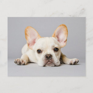 Kutest Baby Animals   Franse Bulldog Down Briefkaart