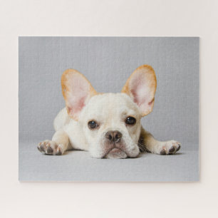Kutest Baby Animals   Franse Bulldog Down Legpuzzel