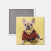 Kutest Baby Animals | Franse Bulldog Dpress Magneet (Voorkant / Achterkant)