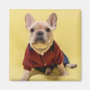 Kutest Baby Animals   Franse Bulldog Dpress Magneet