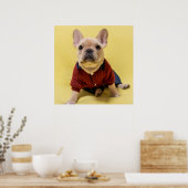 Kutest Baby Animals | Franse Bulldog Dpress Poster (Keuken)
